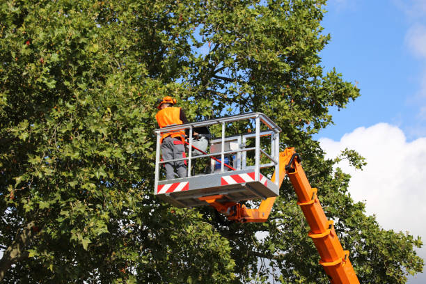 Best Tree Cabling and Bracing  in Archer Lodge, NC